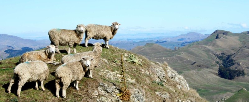 Merinoschafe auf einer Weide