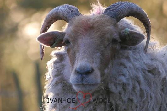 Merinoschaf von Ivanhoe
