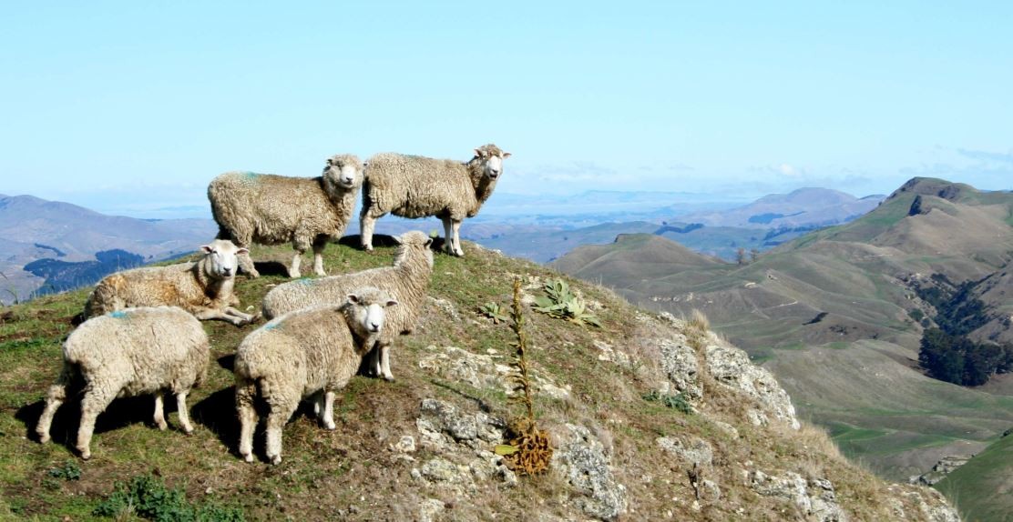 Mufflon Westen für Herren Mufflon Westen für Herren
